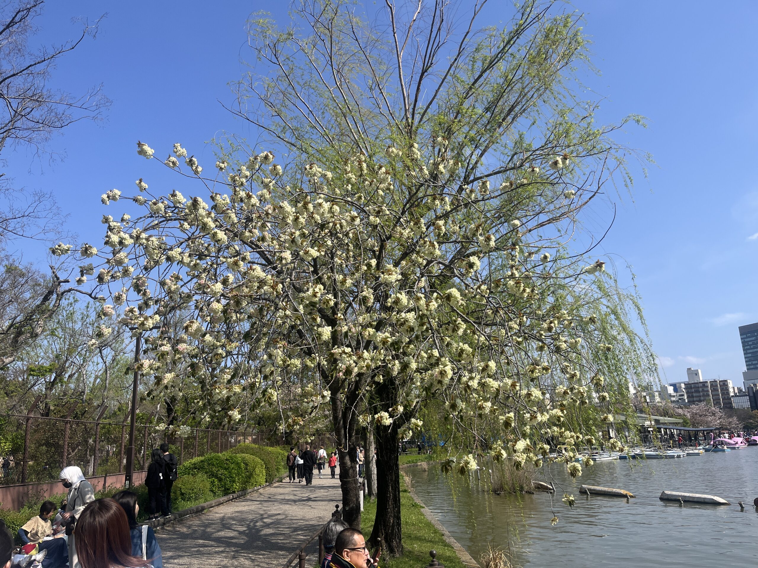 2025年4月12日在日老乡聚餐赏樱花插图4