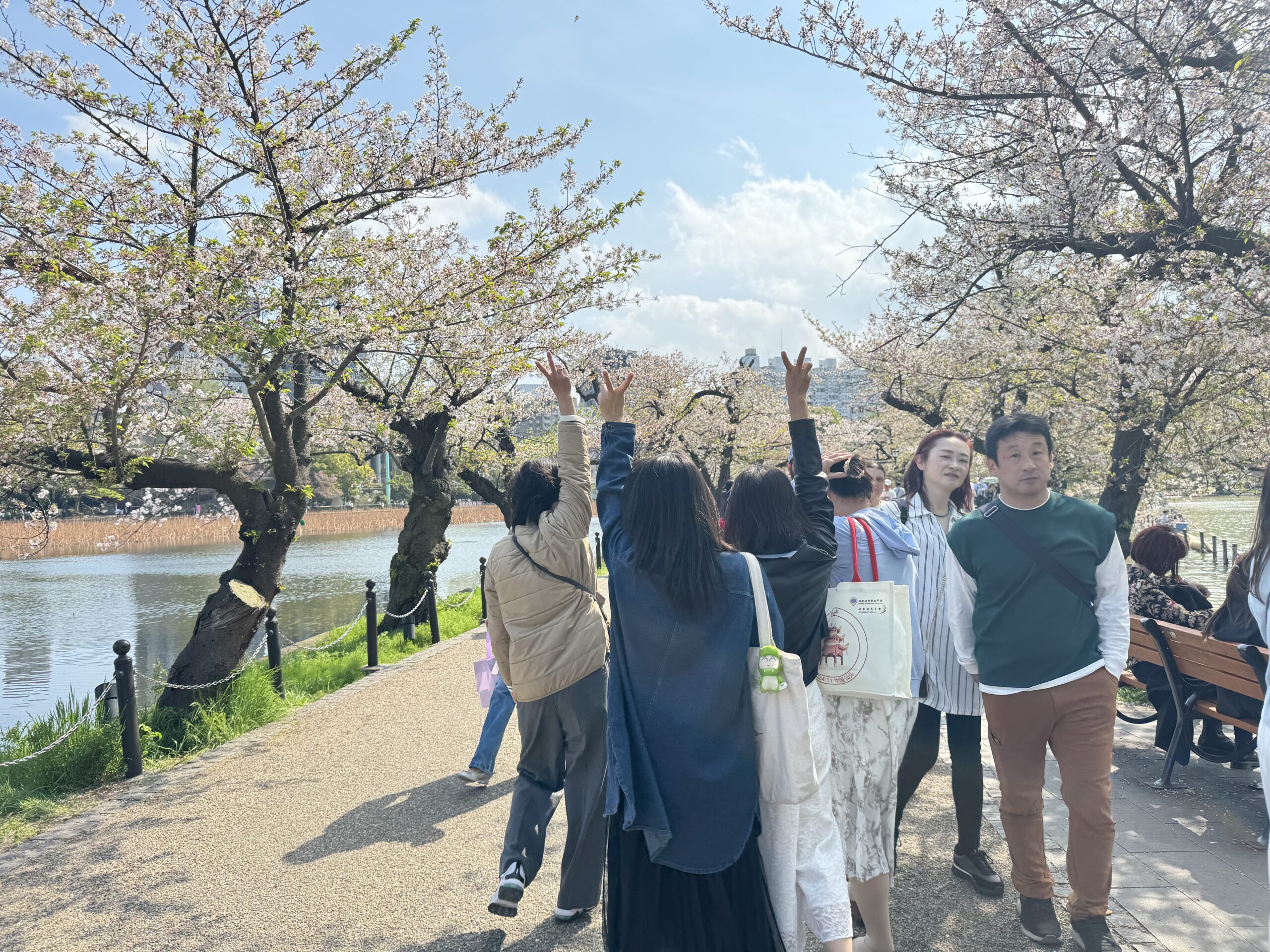 2025年4月12日在日老乡聚餐赏樱花插图