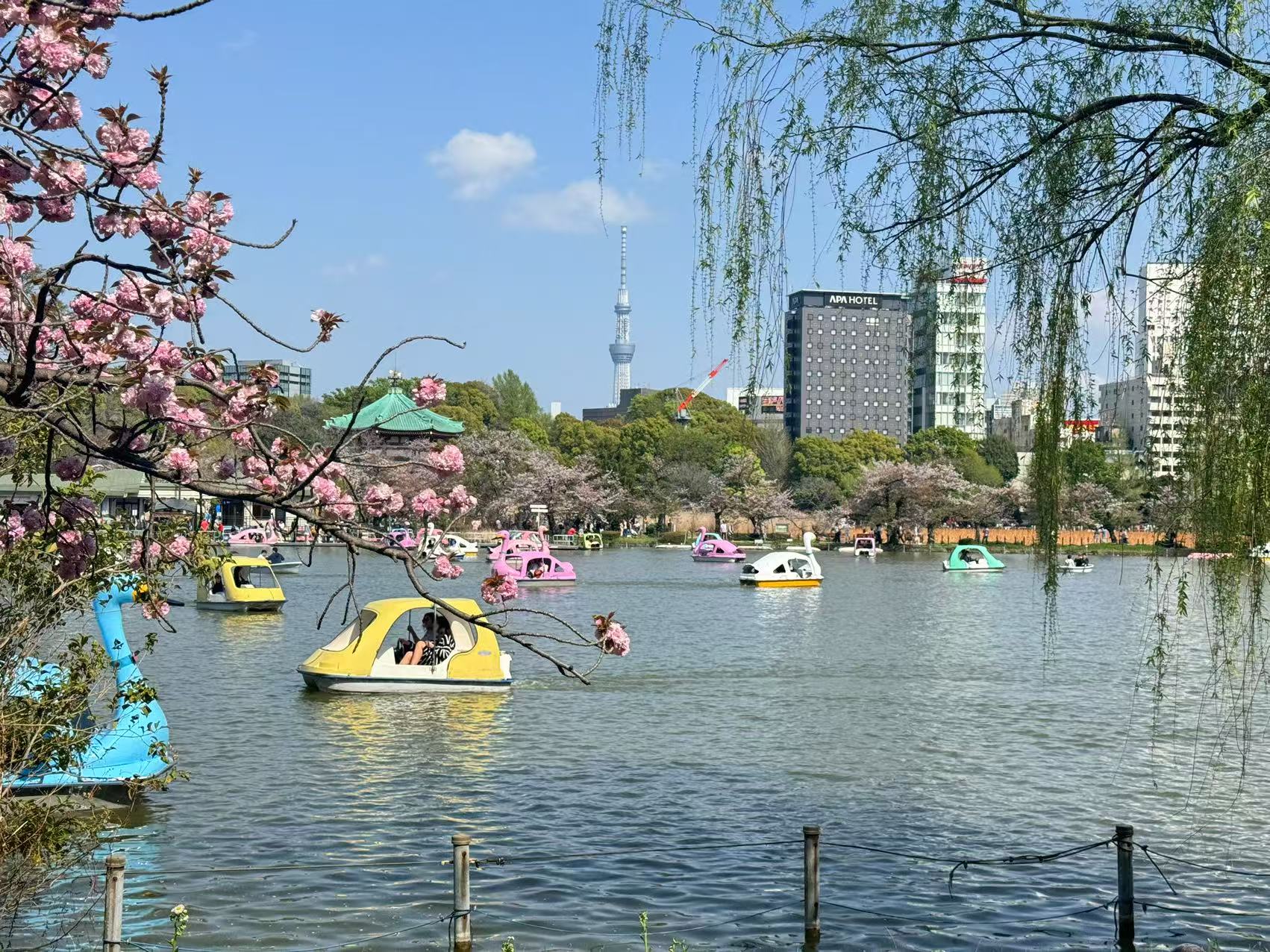 2025年4月12日在日老乡聚餐赏樱花插图1