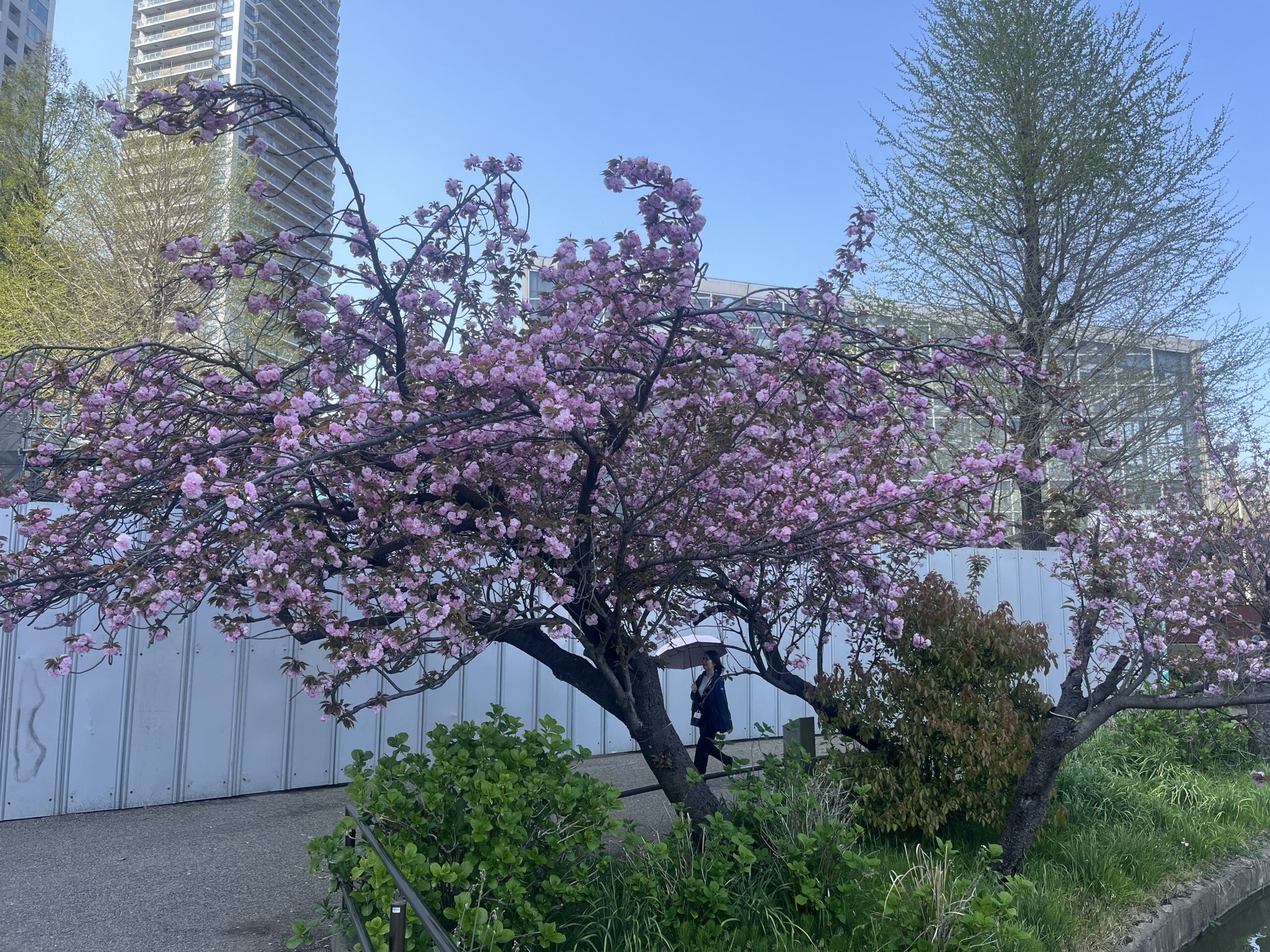 2025年4月12日在日老乡聚餐赏樱花插图3