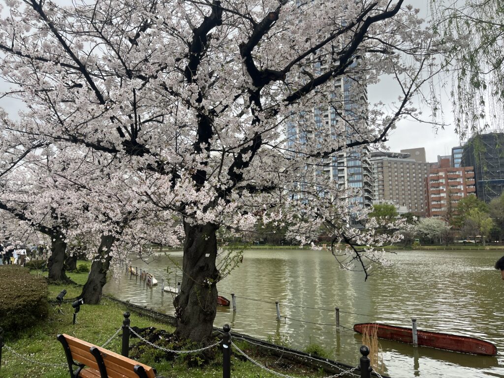 2026年4月4日在日潮汕人聚餐及樱花活动插图1